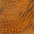 Karen Foster Design Paper, Wild Prints